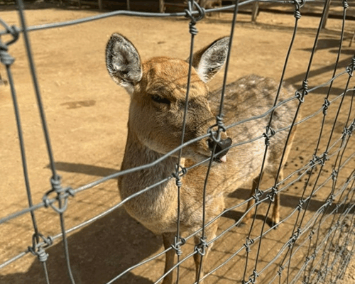 월미도 사슴 공원